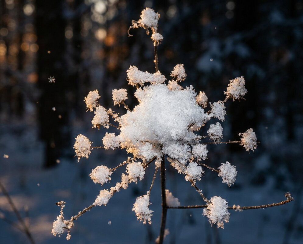 Зонтик сныти в снегу - Лилия 