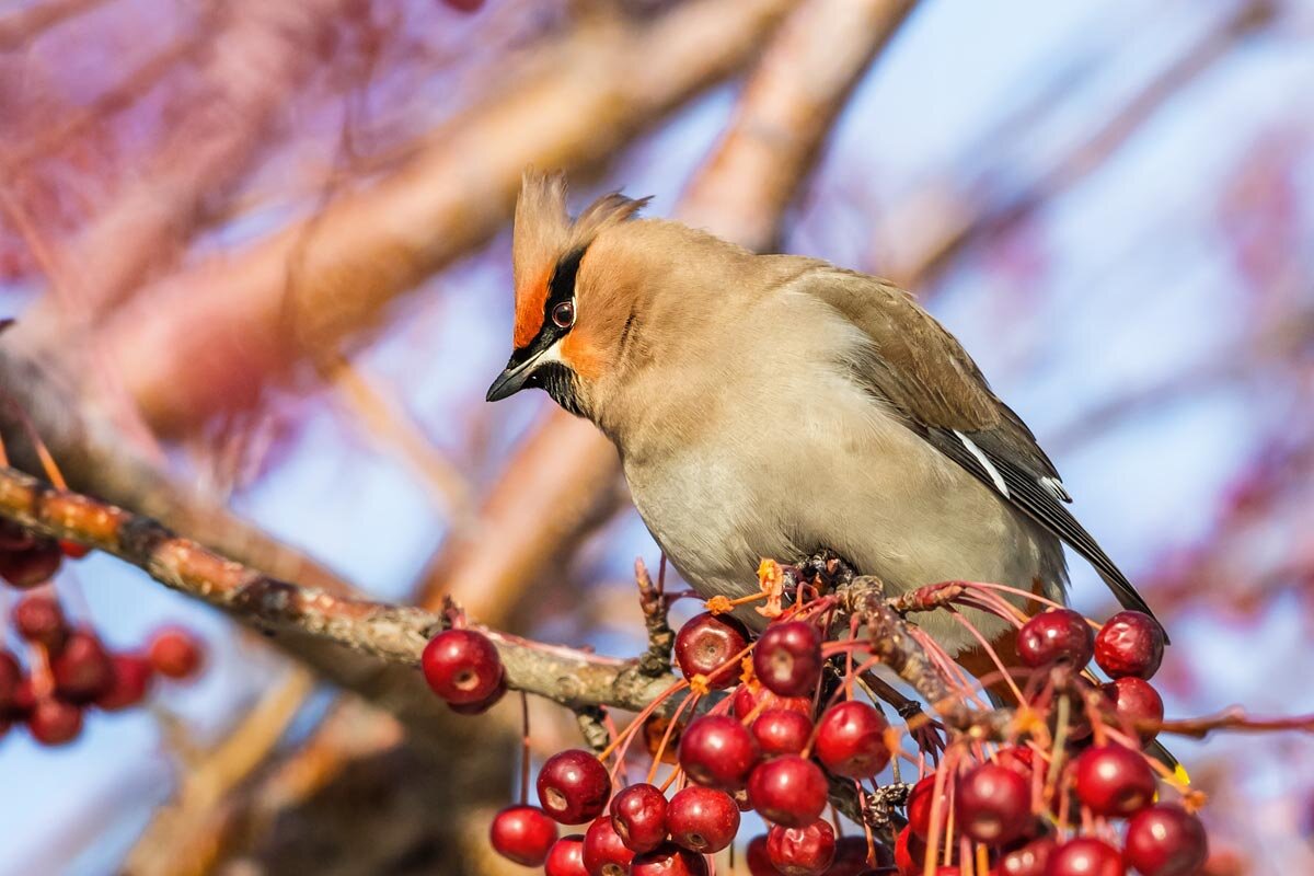 Свиристель - SanSan 
