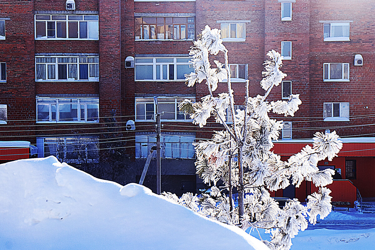 Март.....Кедр в  морозном серебре ! - Владимир 