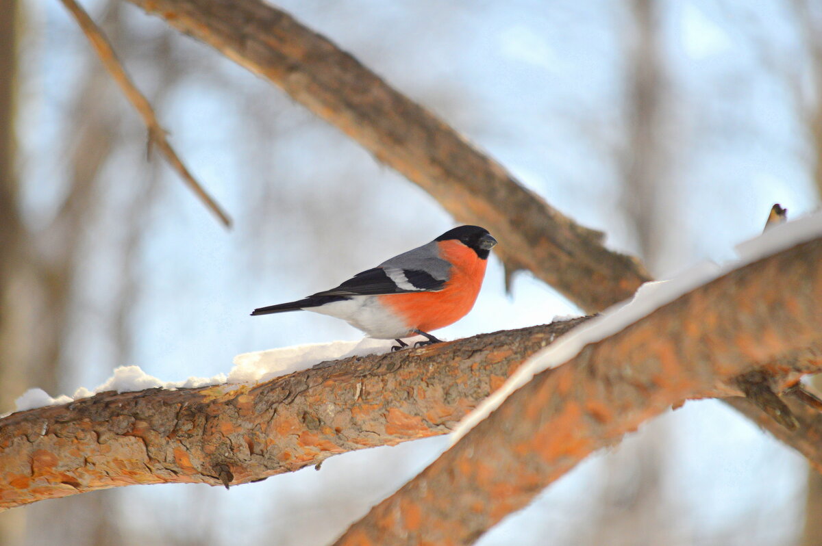 На старой сосне - Татьяна Лютаева