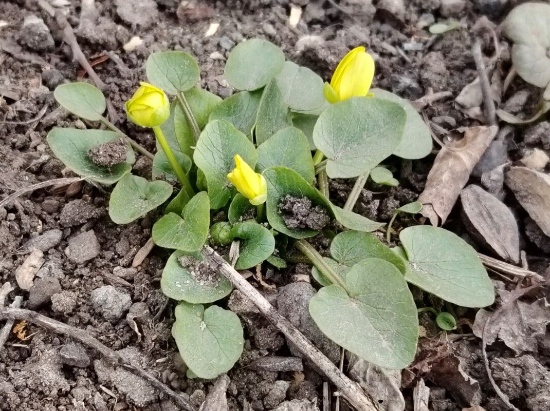 Первые цветы - Наталья (ShadeNataly) Мельник
