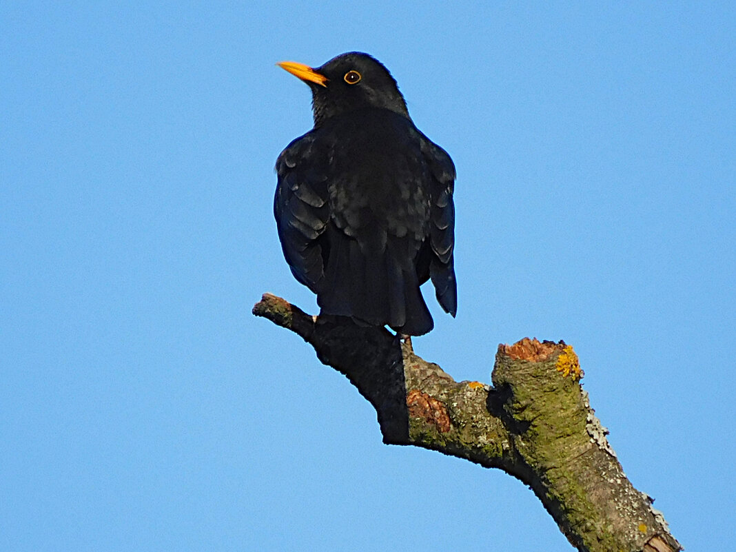 Чёрный дрозд - Лина 