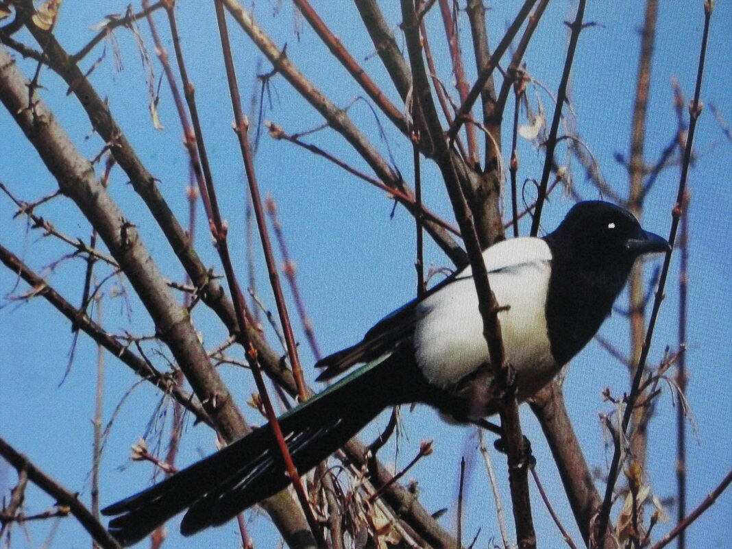 Сплетница прилетела - Людмила Смородинская