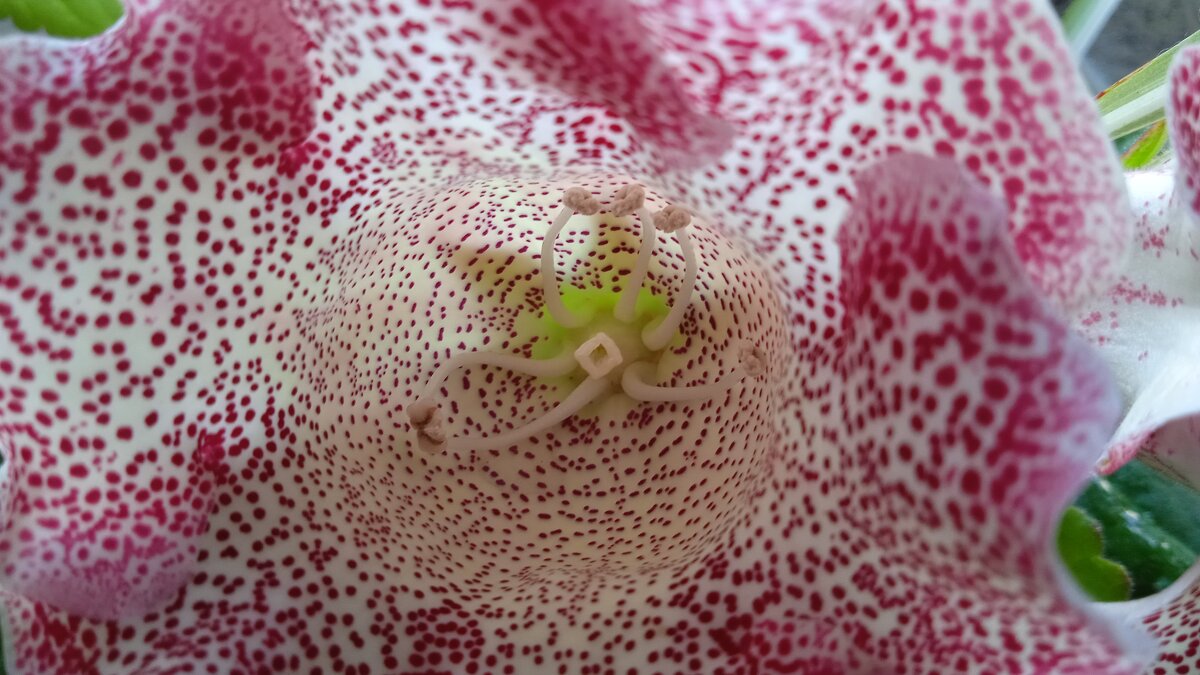 заглянула в глоксинию - Елена Шаламова