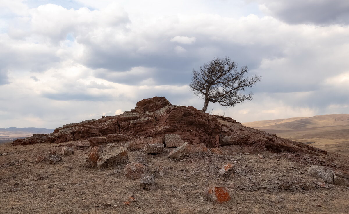 Одинокое дерево - Марина Фомина.