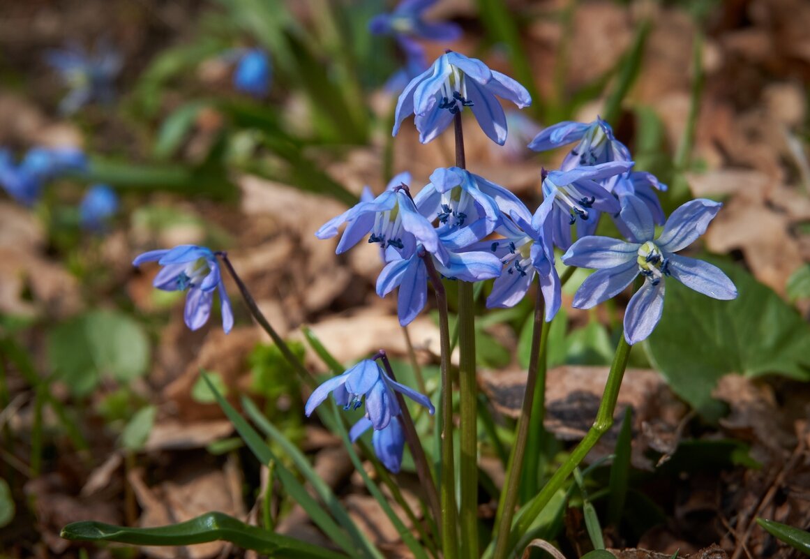 Весны цветение ... - Ravile 
