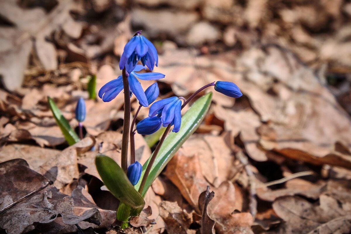 Весны цветение ... - Ravile 