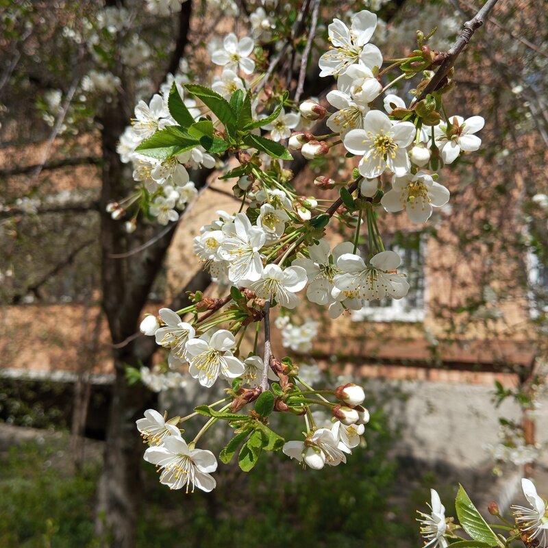 В месяце мае - Елена Семигина