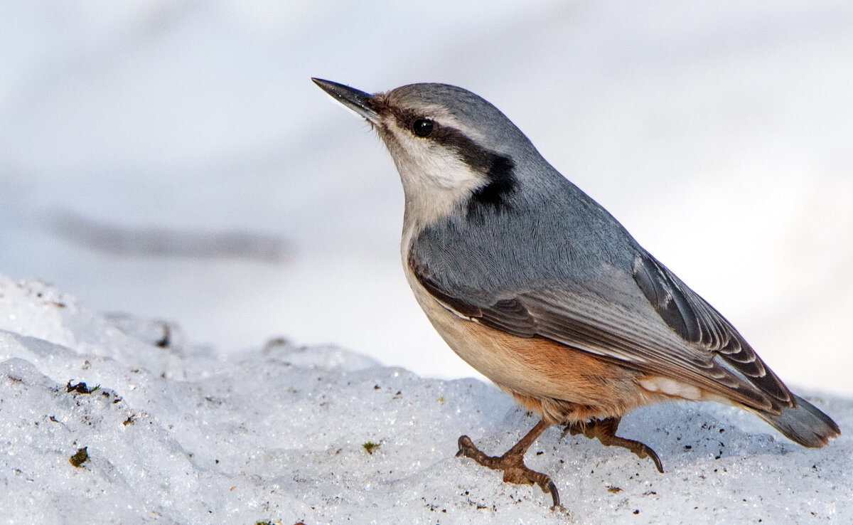 Поползень. - Владимир Безбородов