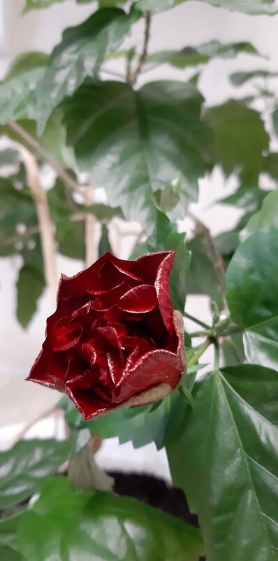 Зацветает гибискус - Ольга 