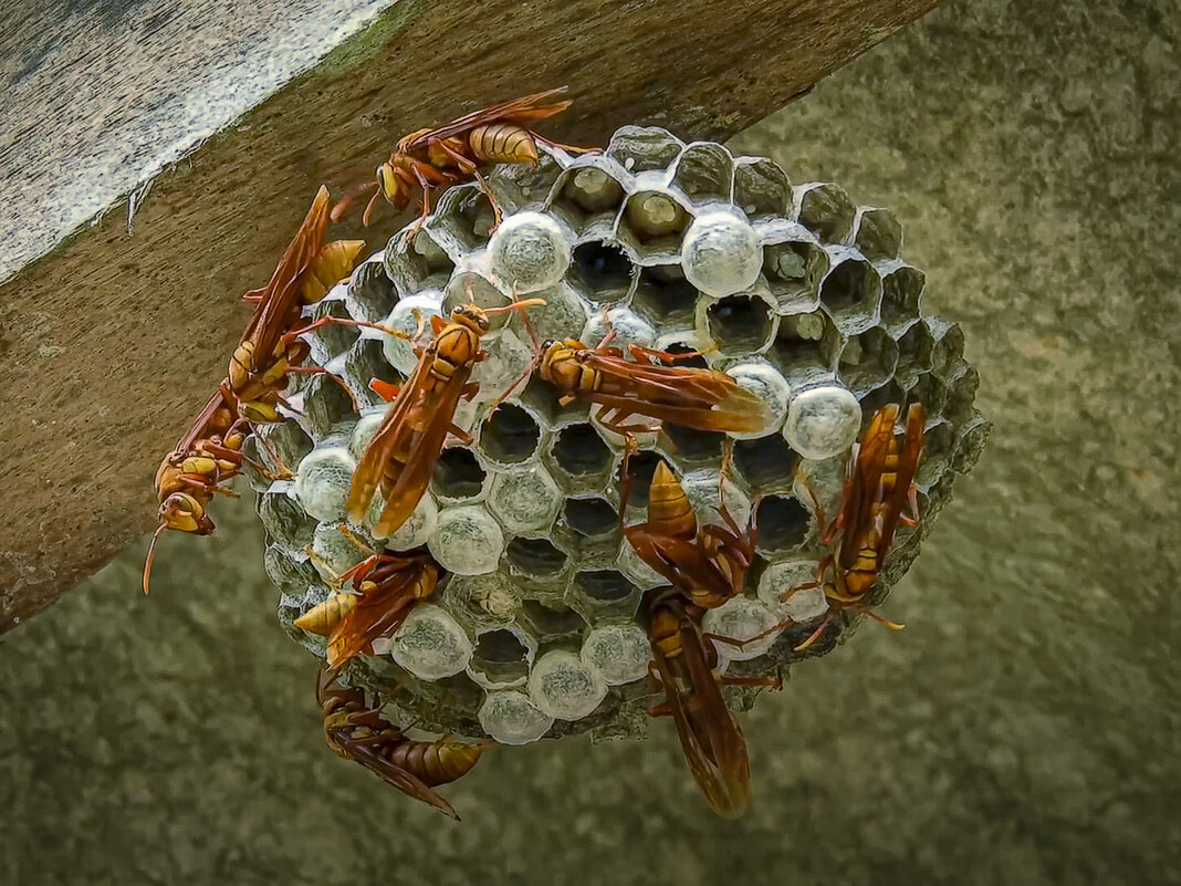 Гнездо ос Polistes - Aleksey Afonin