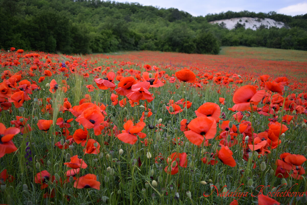 Природа Крыма - Изумительная Космея