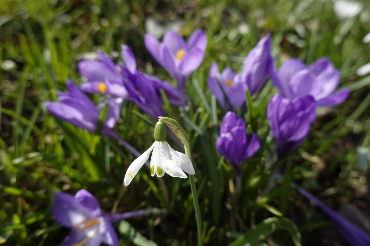 И каждый росток утверждает: «Я сам» - И тянется вверх – к небесам, к небесам... - Галина 