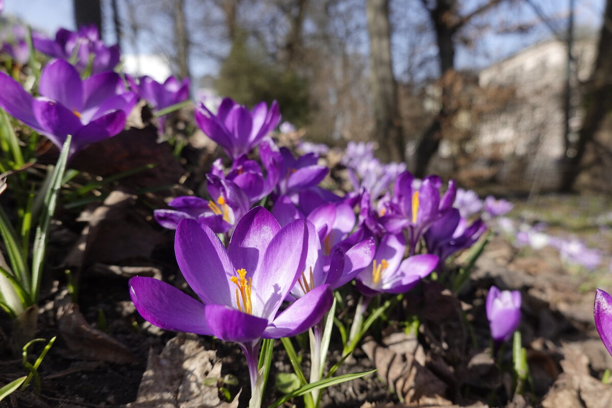 Весна в городe Аугсбург!... - Галина 
