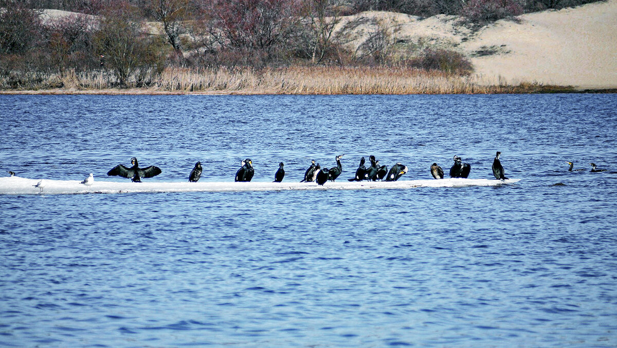 На последней льдине - Alexandеr P