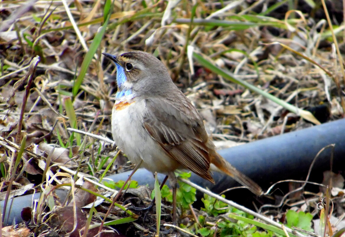 Варакушка. - nadyasilyuk Вознюк