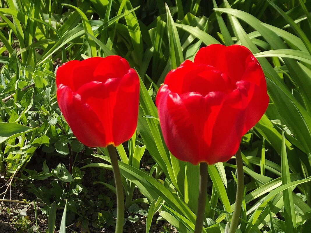 Тюльпаны - Freddy 97