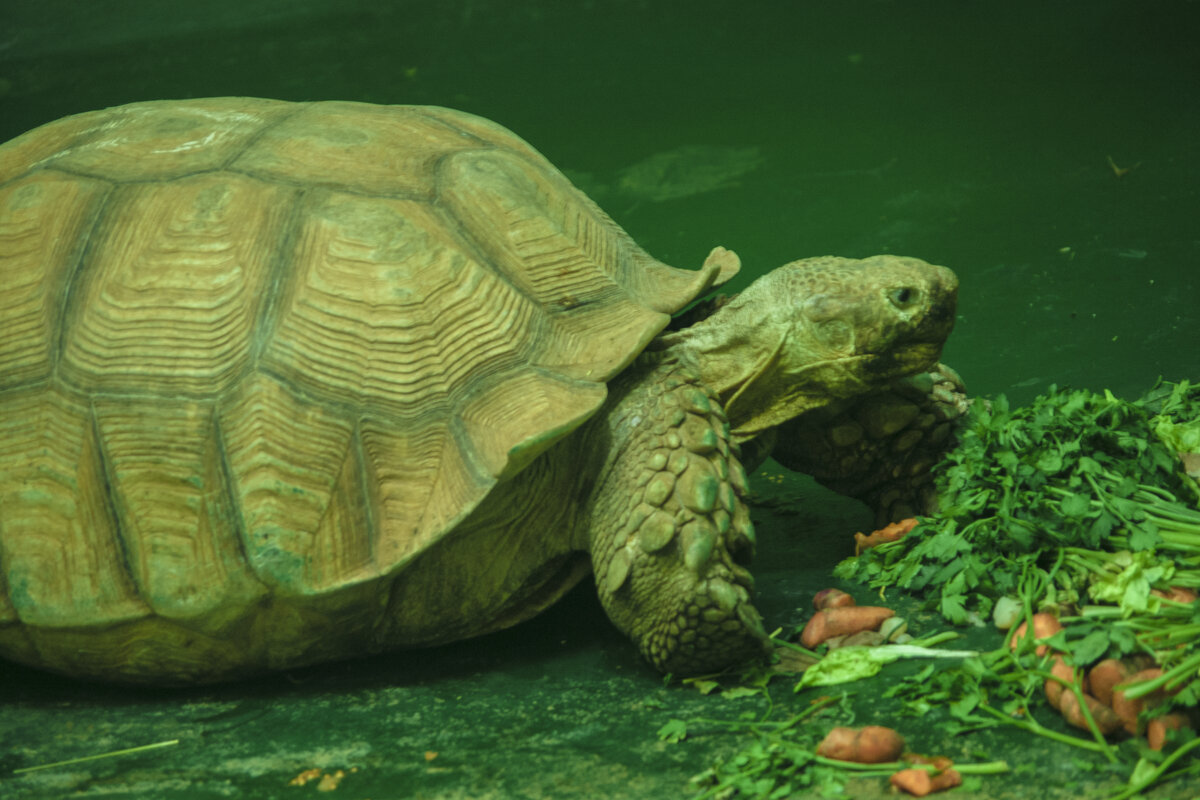 Морковь уже не ХОЧУ, а дайте ПиццУ - Владимир Максимов