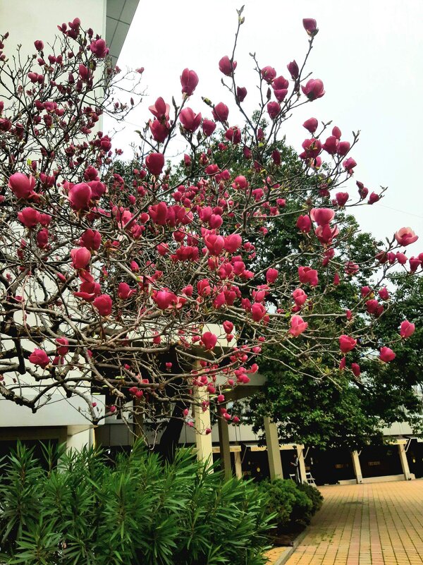 МАГНОЛИЯ - Tata Wolf