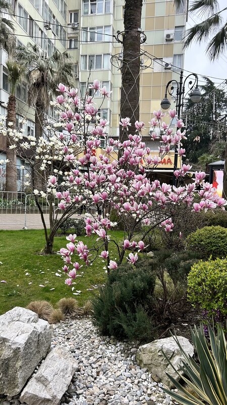 Магнолия - Светлана Ященко