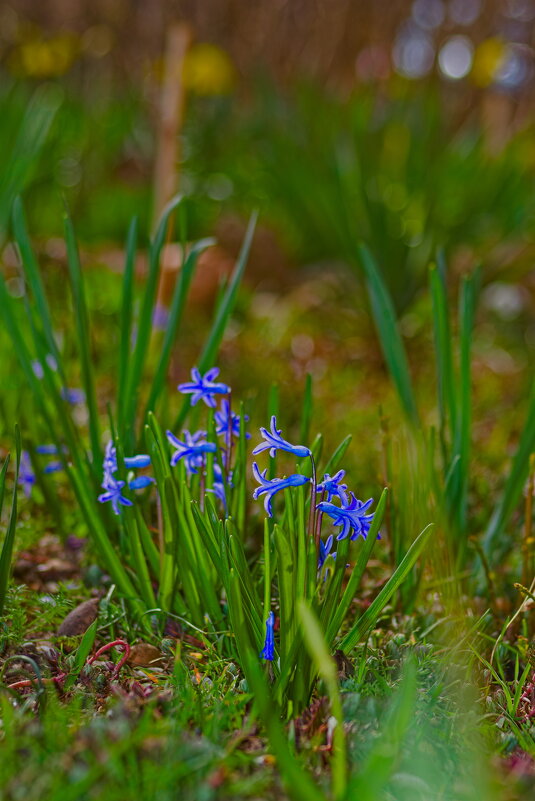 Пролеска - Giant Tao /