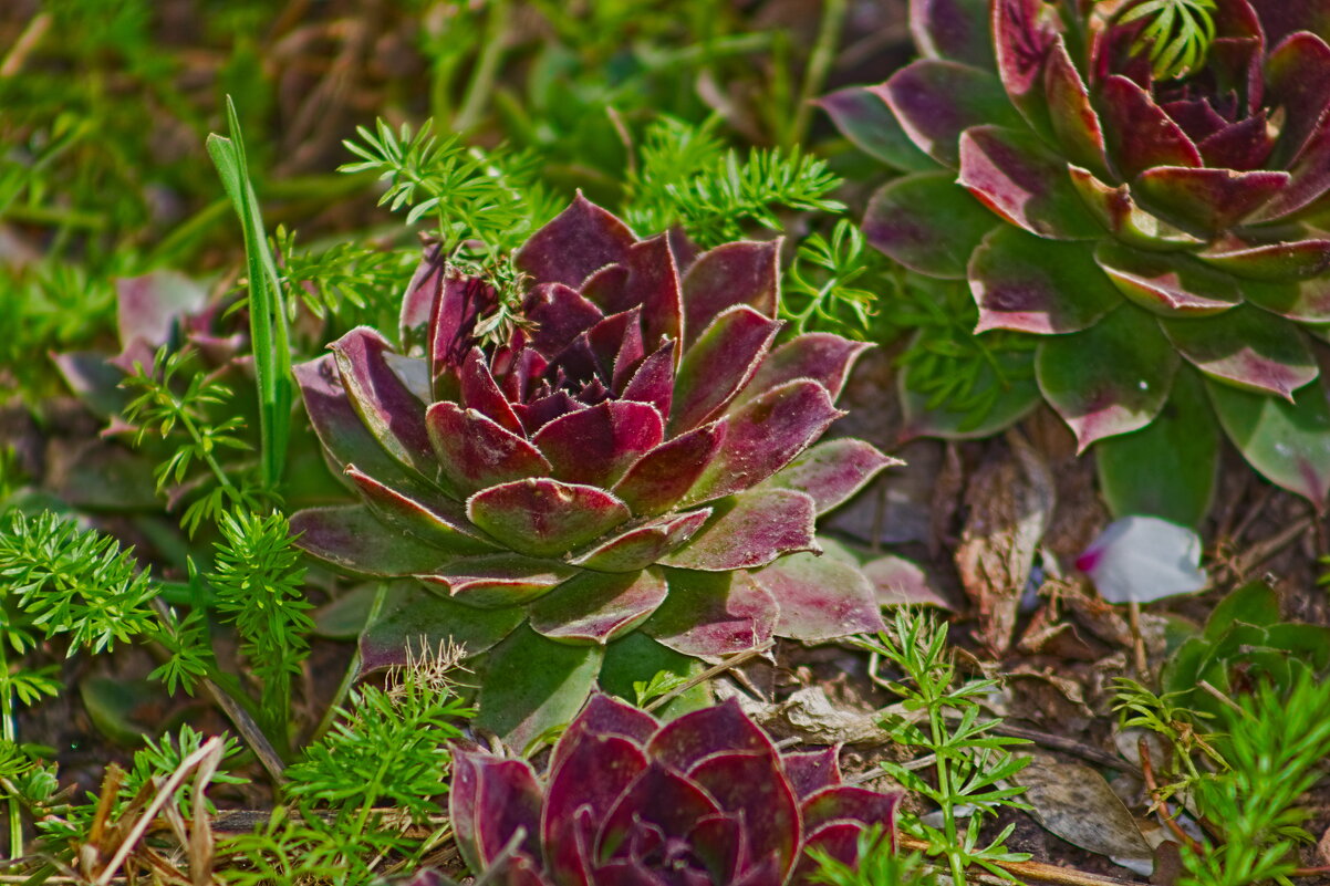 молодило каменная роза - Giant Tao /