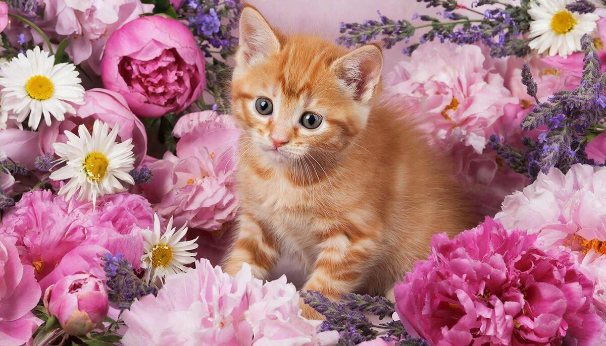 животные и цветы - МАРИЯ ПОПОВА