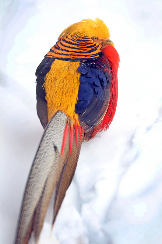 золотой фазан - Михаил Бибичков