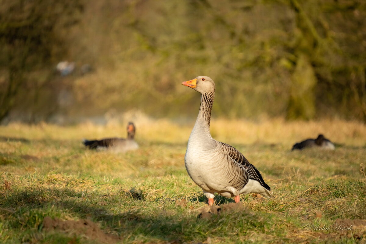 Здравствуйте, гусь... - Николай Гирш