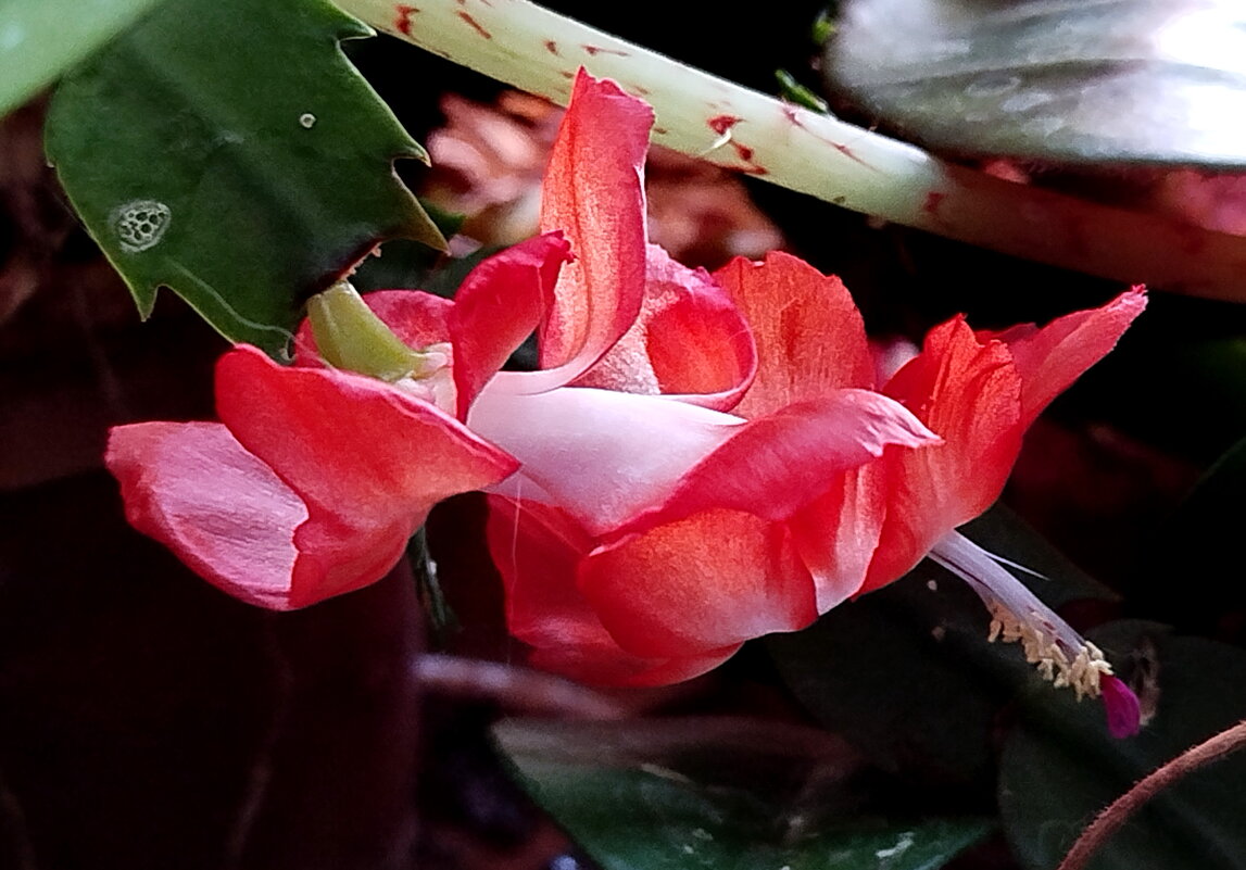 Первенец - Александр Чеботарь