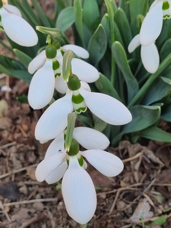 Отцветают... - Наталья 