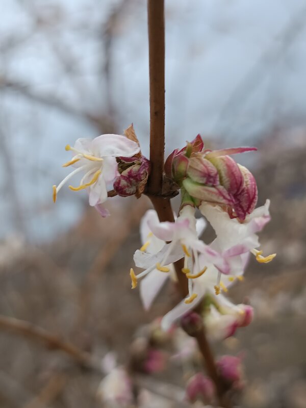 Жимолость Красноплодная съедобная (ягода в форме сердечка) - Слава Коломойцев