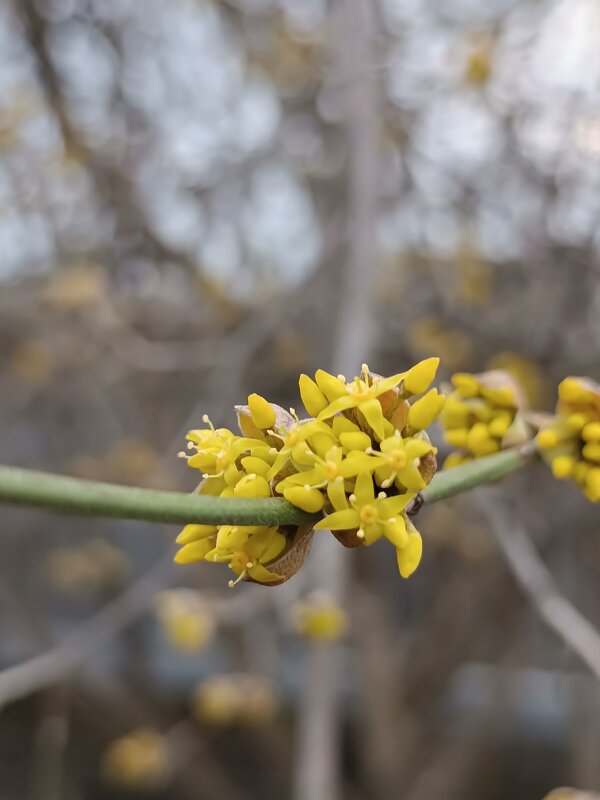 Кизи́л обыкнове́нный - Слава Коломойцев