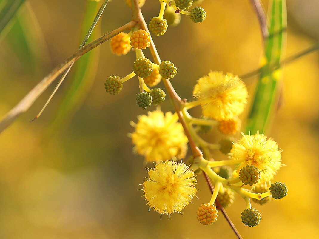 Мимоза. - Оля Богданович