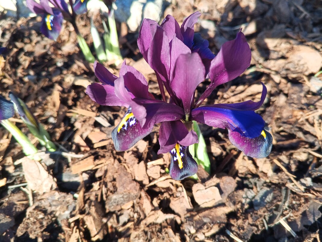 Иридодиктиум - Сапсан 