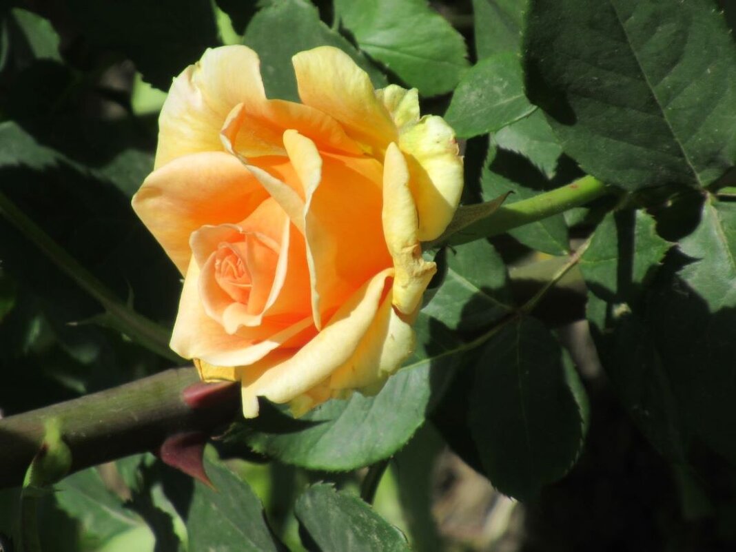 Розы... розы... - viach 