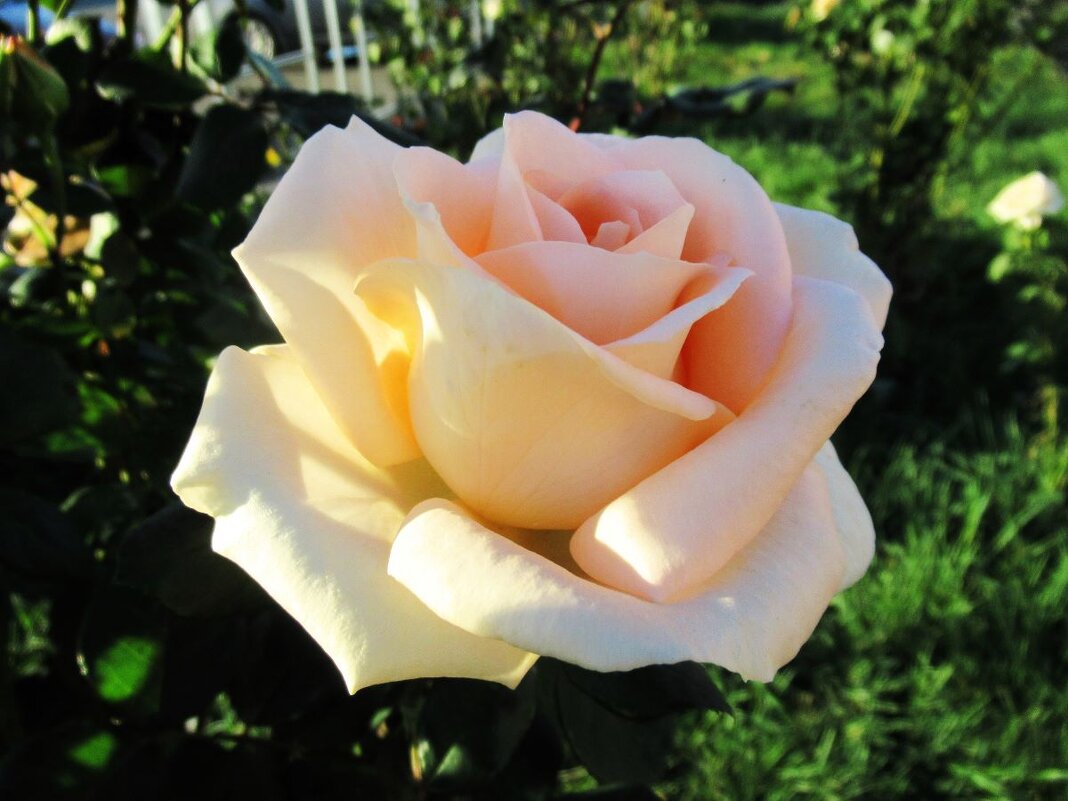 Розы... розы... - viach 