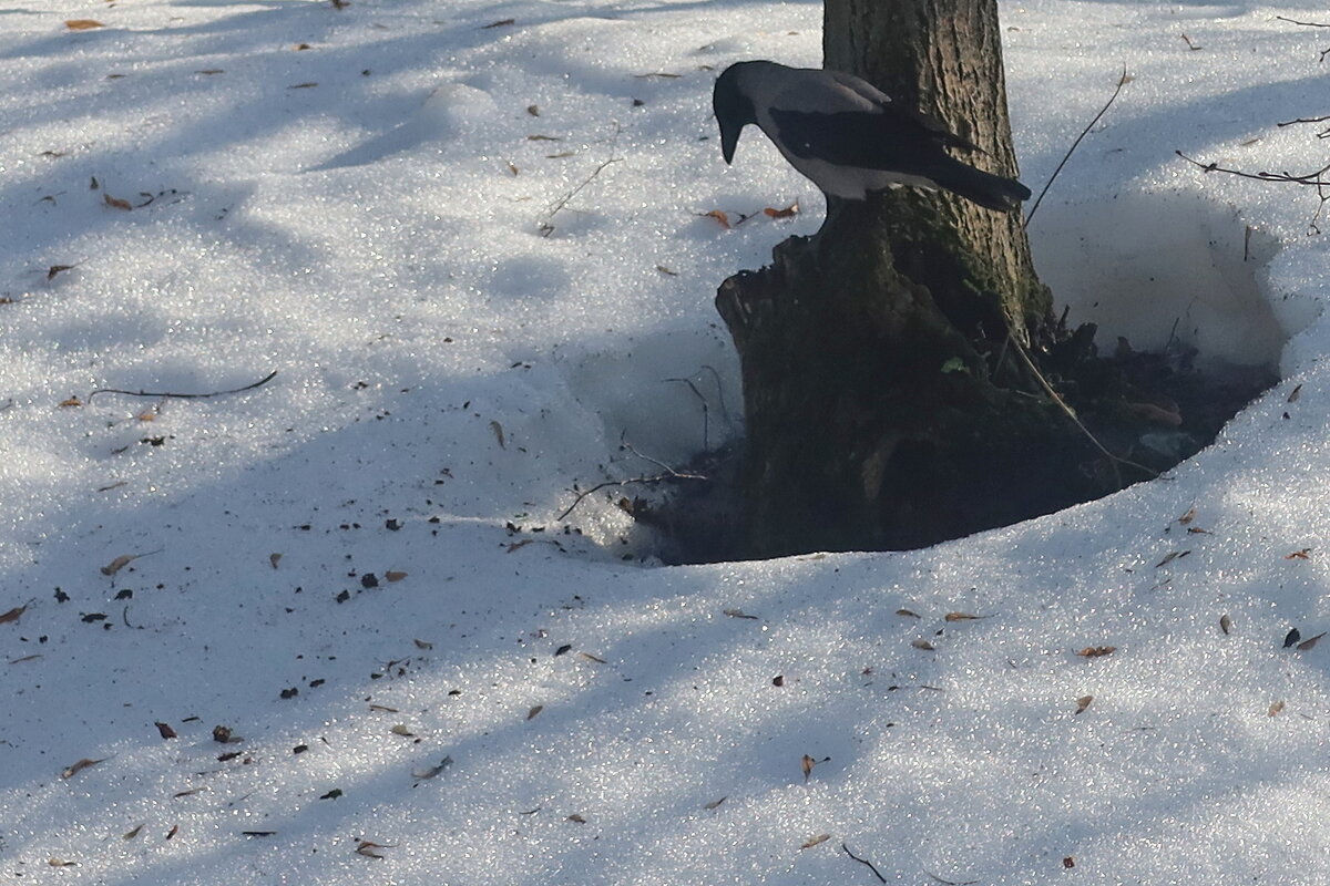 Московская ворона - Дмитрий И_