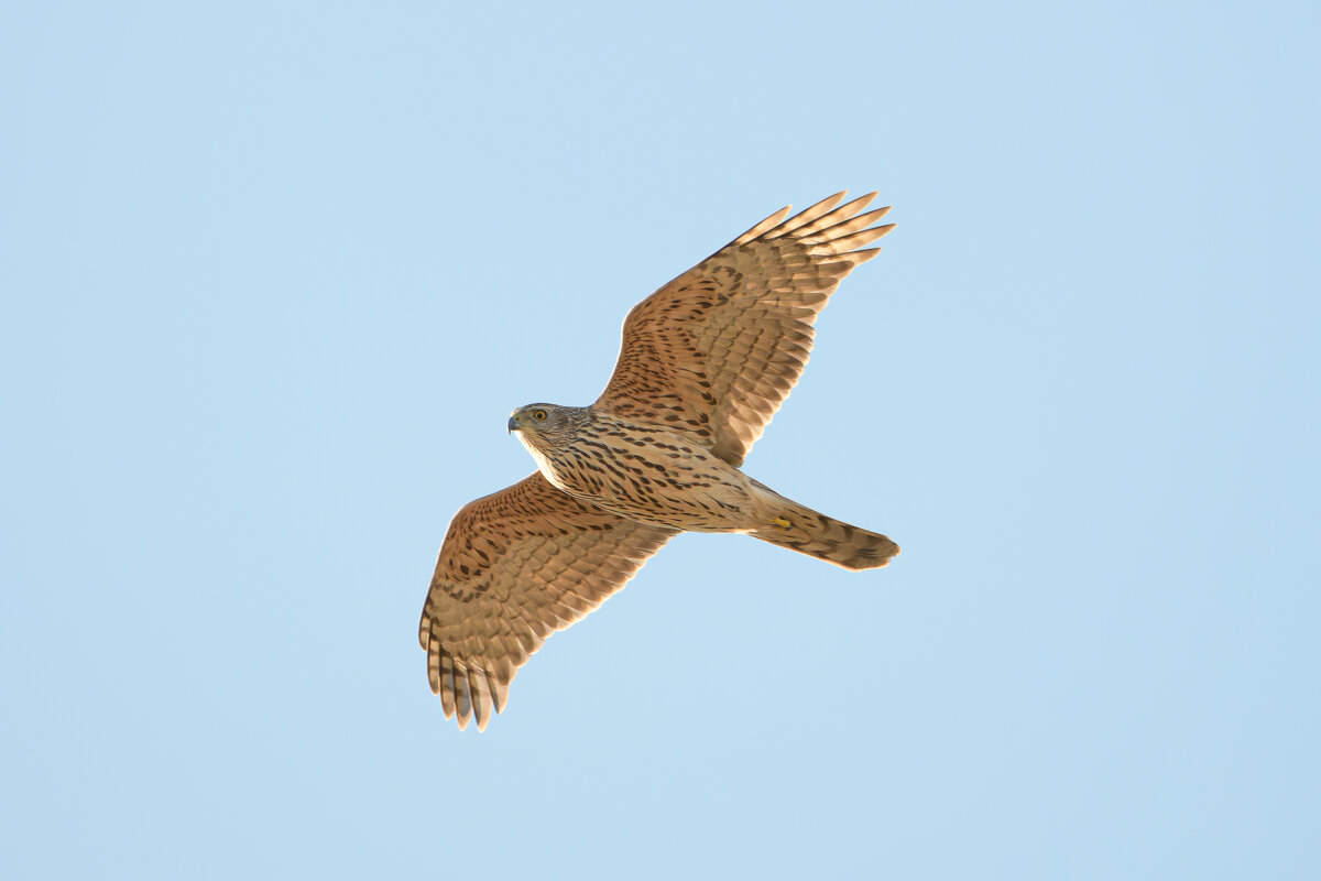 Молодой ястреб-тетеревятник - Дарья Меркулова