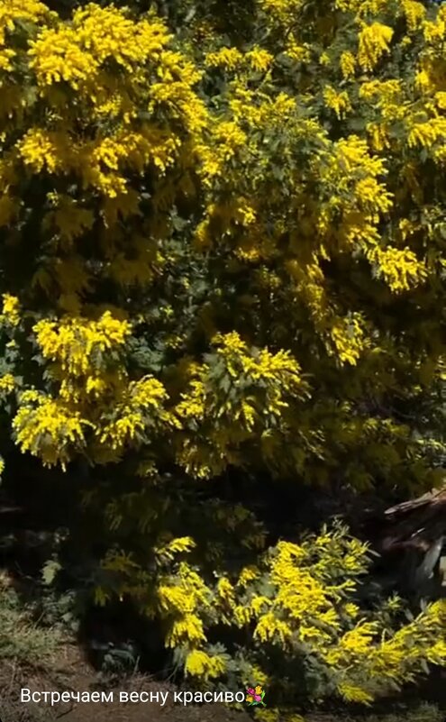 Мимоза - Serega SchütZ