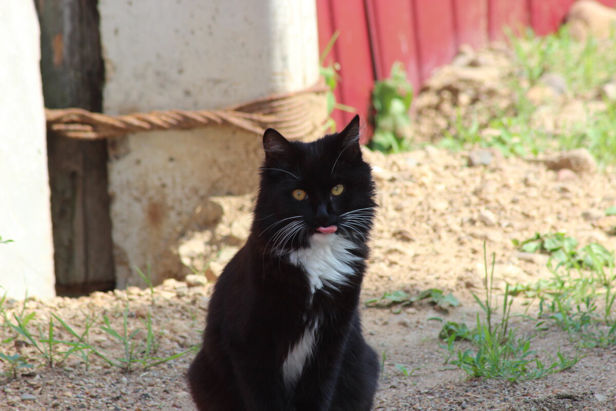 кеша - Наталья Штанулина