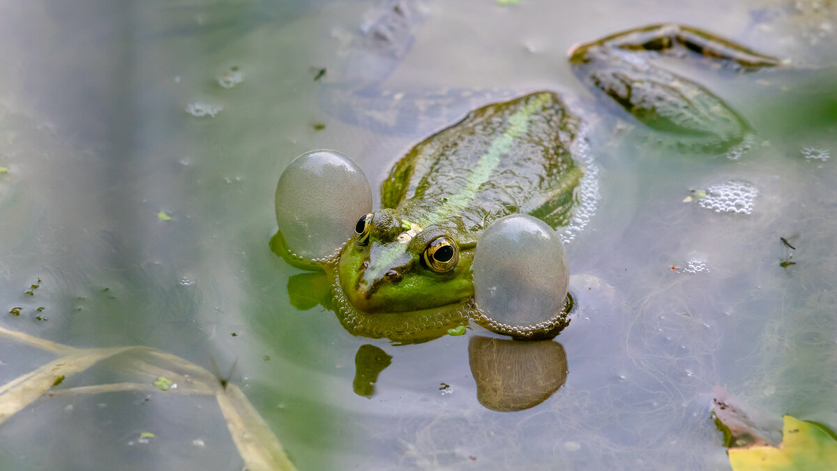 Царевна - лягушка) - Владимир Лазарев