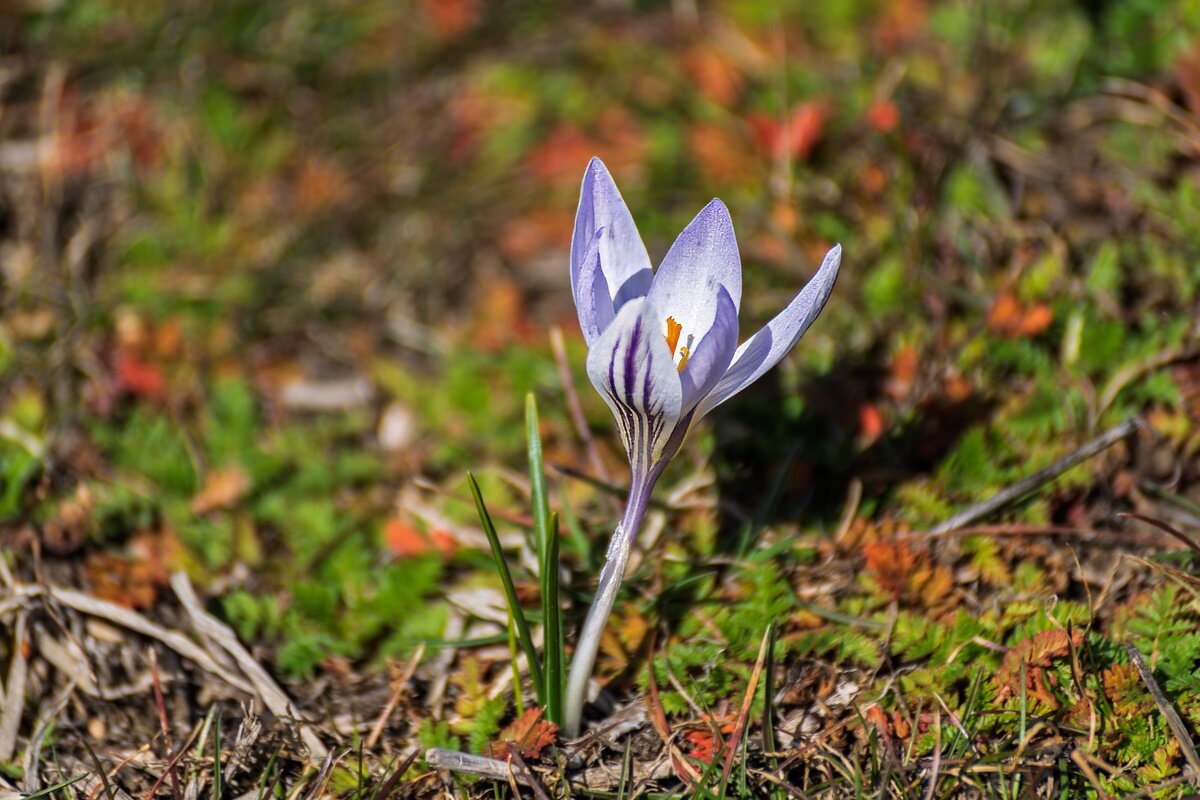 Крокус - Игорь Сикорский