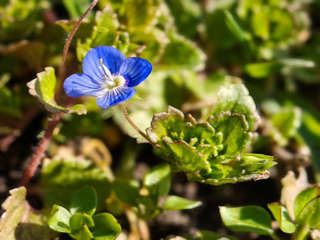 Вероника - Валерий Ткаченко