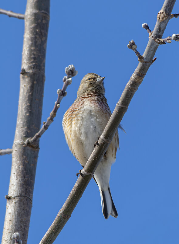 коноплянка - Виталий Емельянов