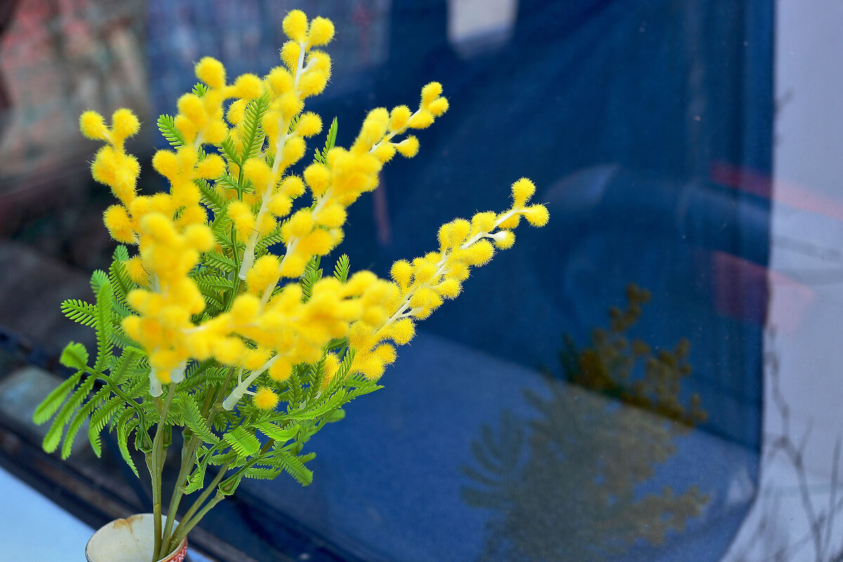 искусственная мимоза - Юрий Гайворонскiий