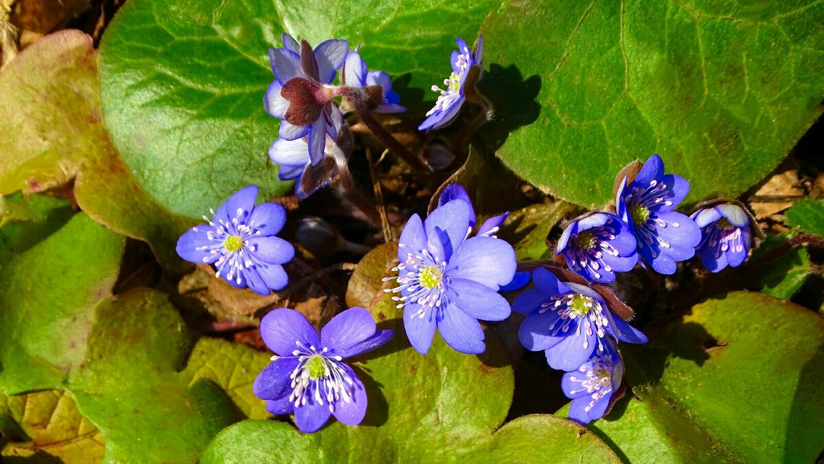 Весенние цветы (печёночницы). - Милешкин Владимир Алексеевич 