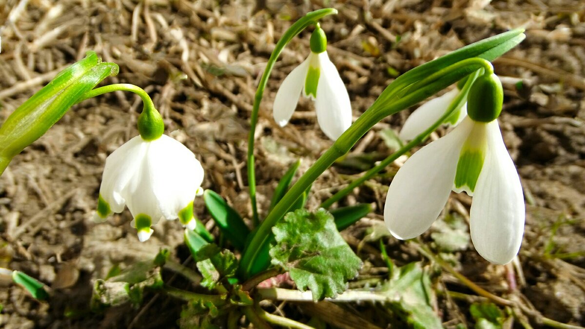 Подснежники - Милешкин Владимир Алексеевич 