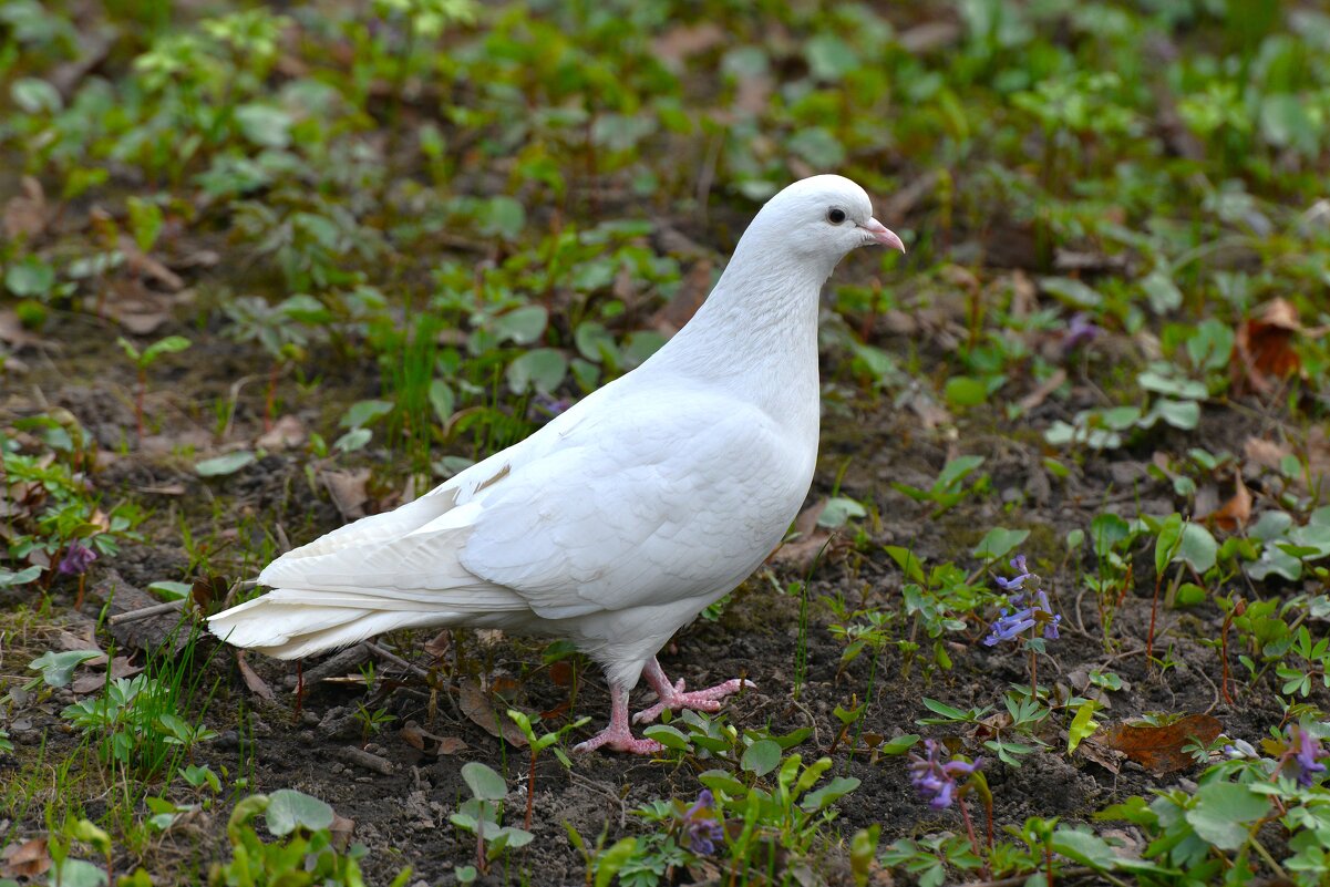 Голубь - Константин Анисимов