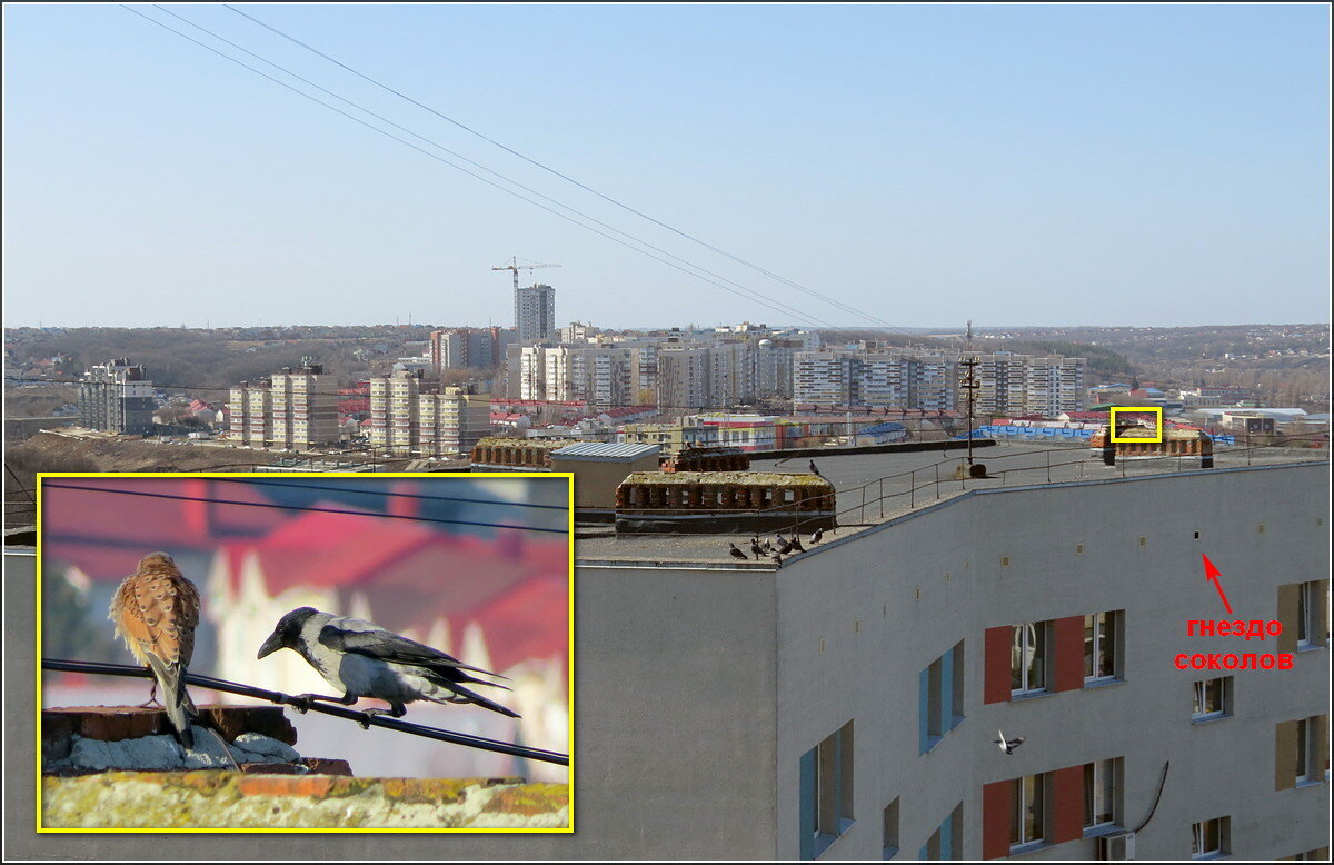 Место фотоохоты - Сеня Белгородский